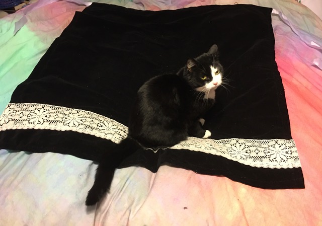 Tuxedo cat sitting on nicely laid skirt, looking at camera. "helping"
